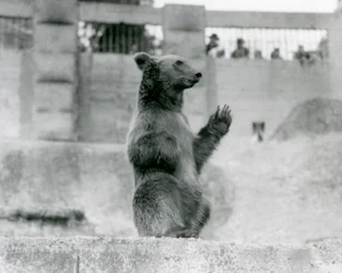 En brunbjörn sitter upp framför besökarna i sitt hägn på Mappin Terraces, London Zoo, 1922 (svartvitt foto).